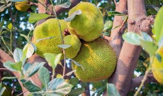 水果之乡化妆品 水果之乡化妆品